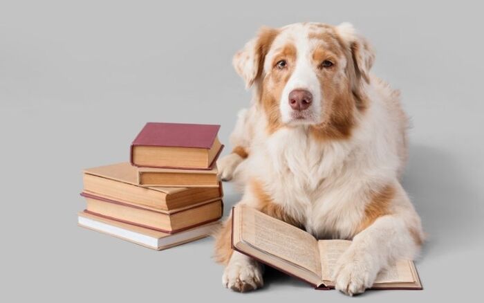 Vimeo Video: Einsatz von Schulhunden im Unterrichtsalltag